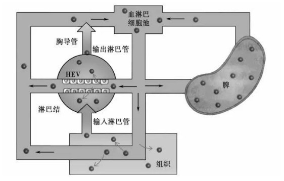 解密干細(xì)胞三大機制之一:“歸巢效應(yīng)”